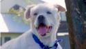 Puppy Bowl XVII | Adopt a Senior Dog