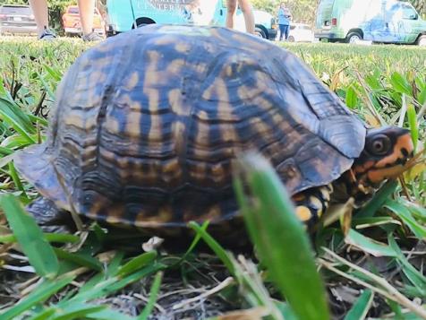 Nature is Fly | Turtle Rehab in Jekyll Island