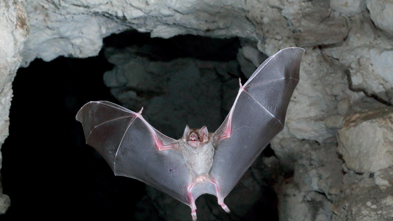Nature | Do Bats and Vampires have a Creepy Connection?