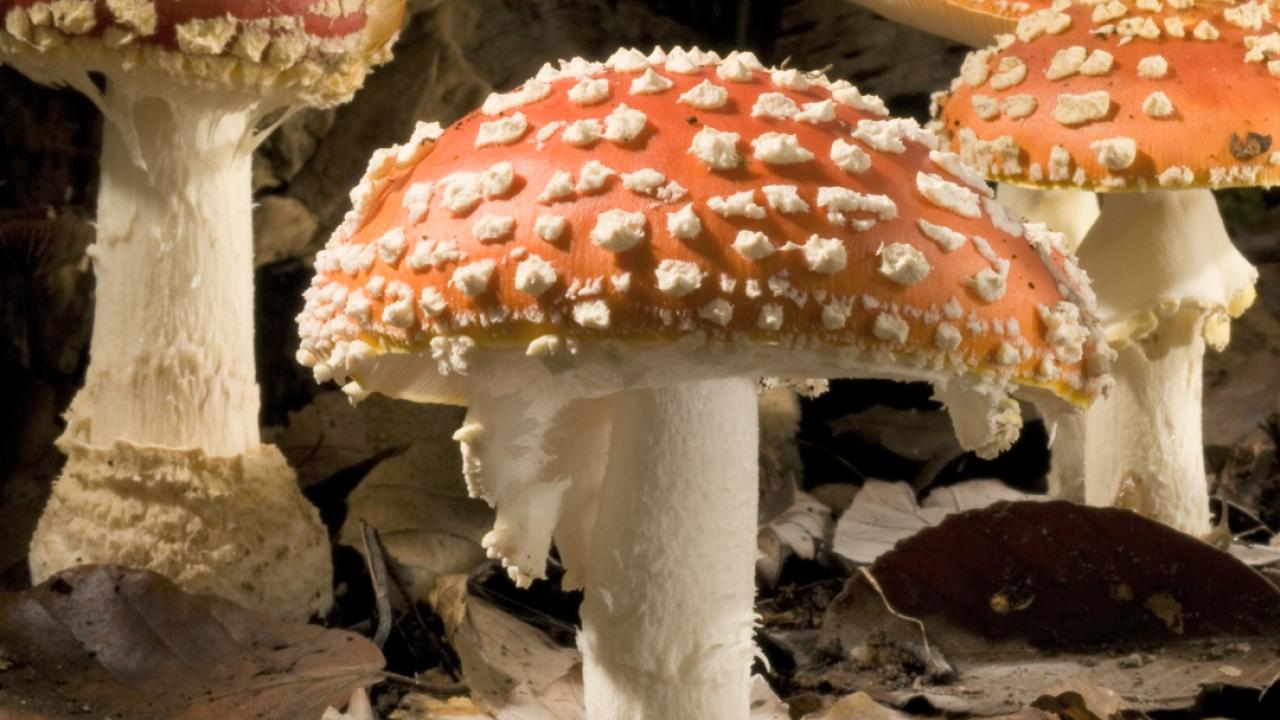 Mushroom Healing Powers