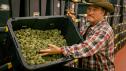 Growing Belushi | Jim Belushi Goes into the Cannabis Business