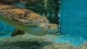 Nature in Focus | Sea Turtle Rescue