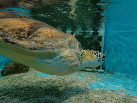 Sea Turtle Rescue