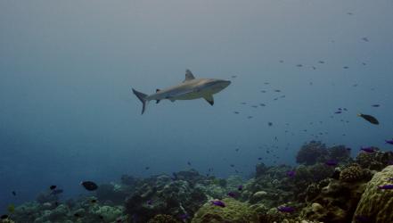 Nature In Focus | Sharks of Wake Island