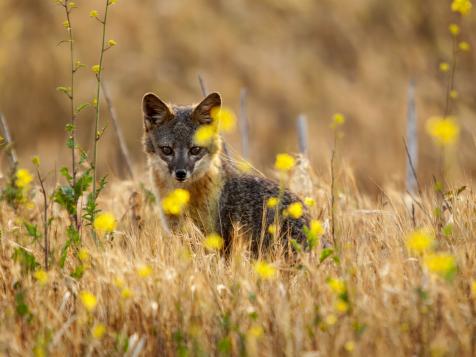 Nature In Focus | Island Fox