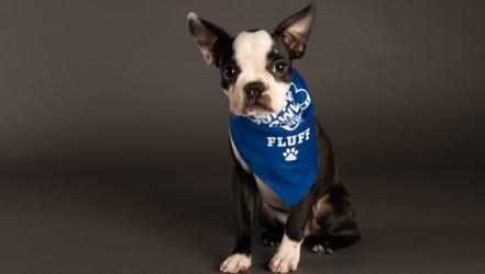 Pupularity Playoffs: Meet Team Fluff
