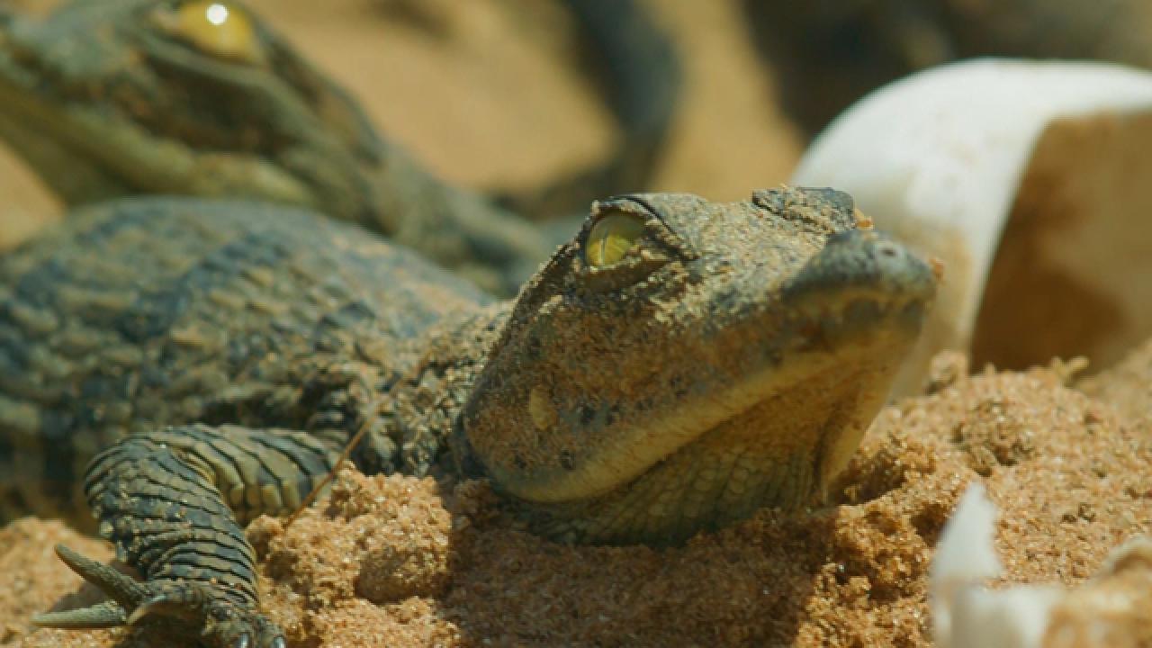 Mother Crocodile | Serengeti