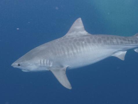 Can Tiger Sharks Get Fat?