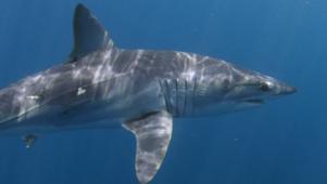 Sharks Are Living A Lot Longer Than We Thought