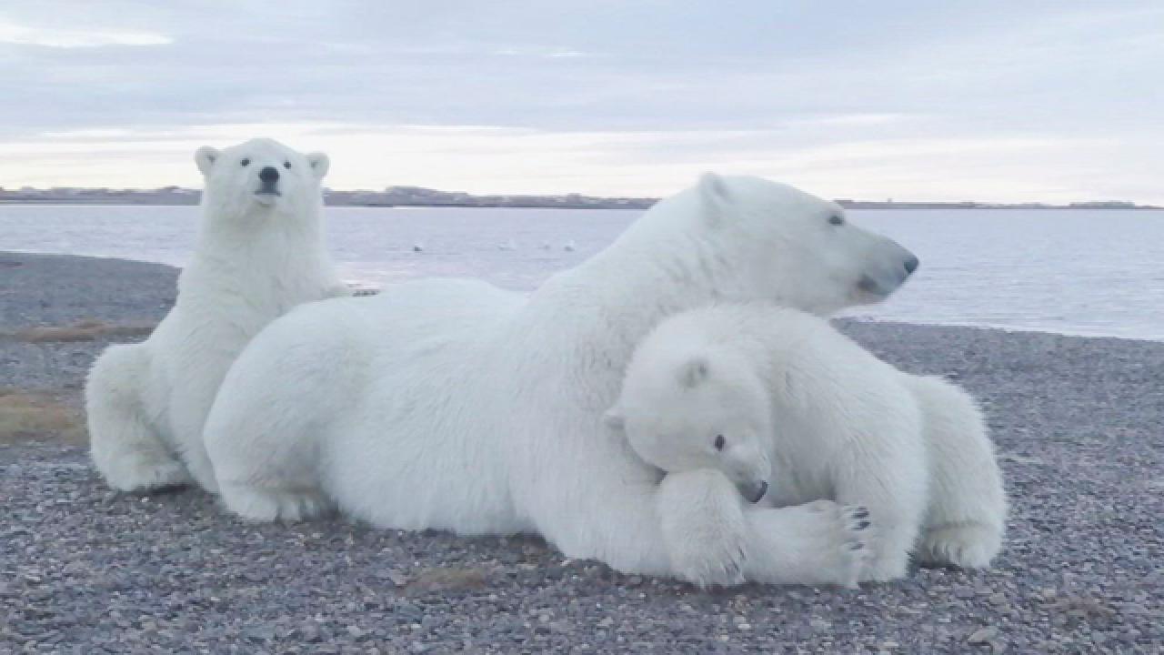 Polar Bears Need Our Help