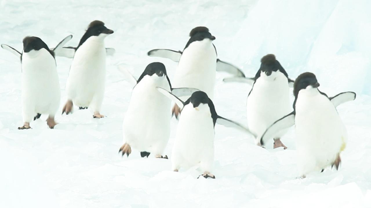 A Penguin's Waddle