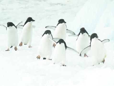 A Penguin's Waddle