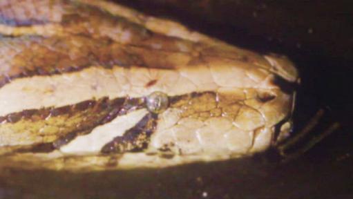 Colorado woman 'terrified' to discover 4-foot snake slither out of