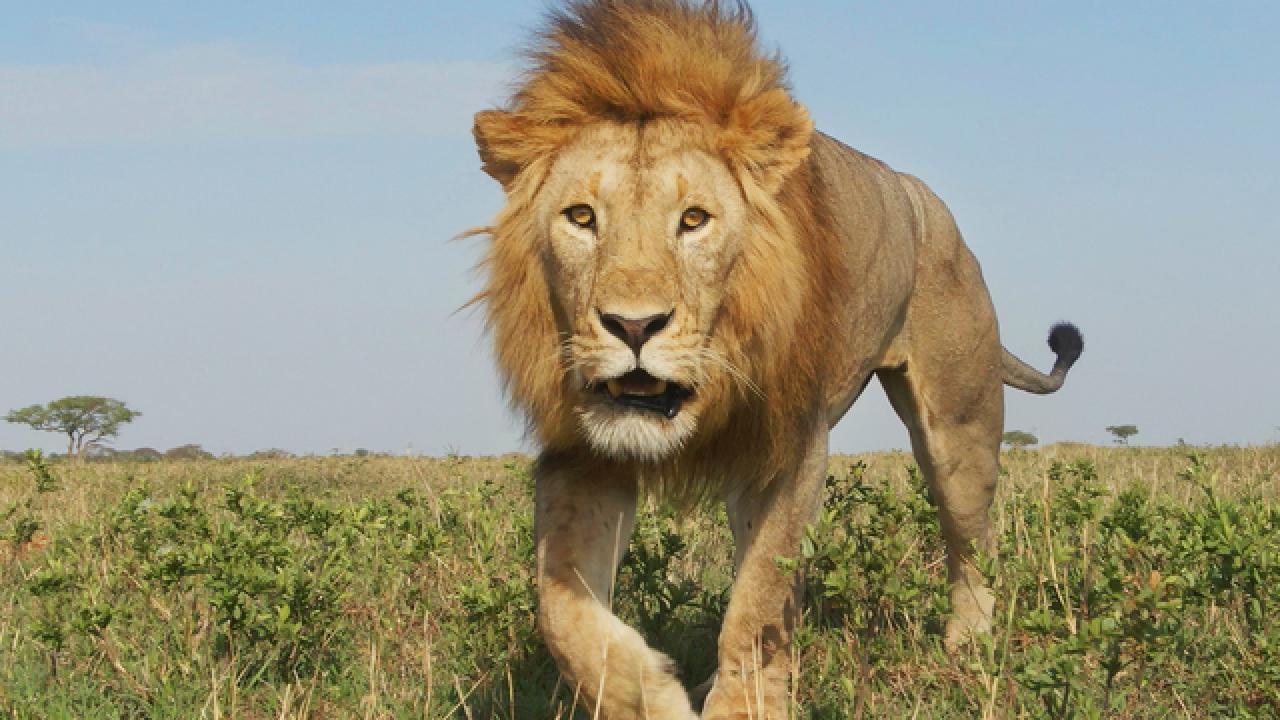 Serengeti Season Finale Trailer