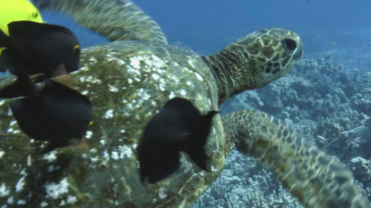 Saving Green Sea Turtles