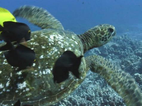 Saving Green Sea Turtles