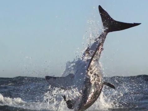 Great Whites are Moving Out