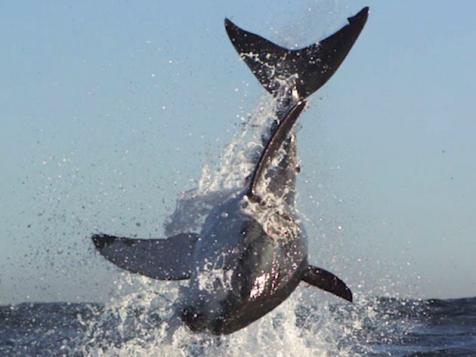 Great Whites Of Seal Island