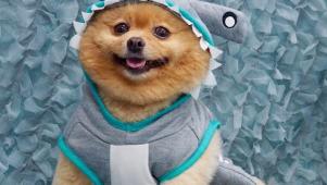 Adorable Puppies Dressed As Sharks