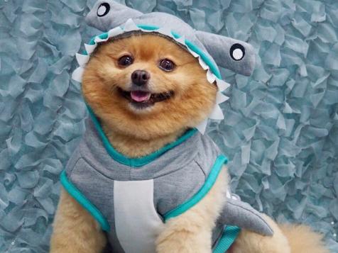Shark Puppies