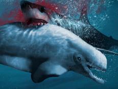 Sharks: Find out the true size of prehistoric giant shark Megalodon - BBC  Newsround