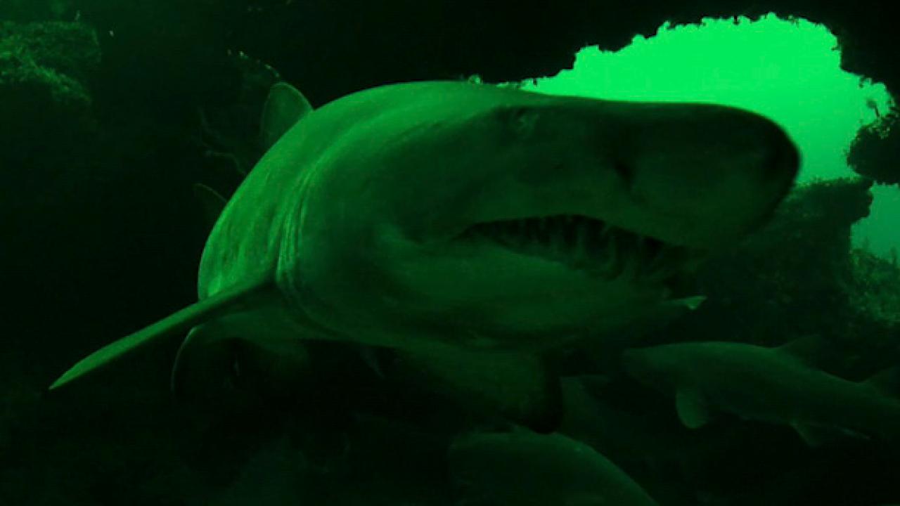 Here's How Sharks Hunt At Night