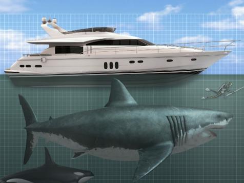 The Megalodon Was Huge