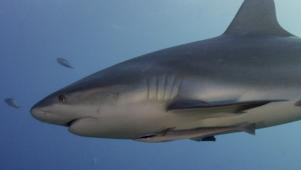Nature | 5 Ways Sharks Make Your Life Better