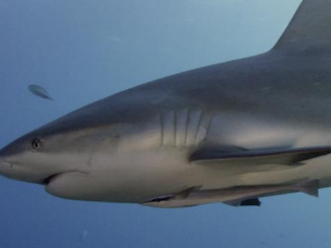 5 Ways Sharks Make Your Life Better